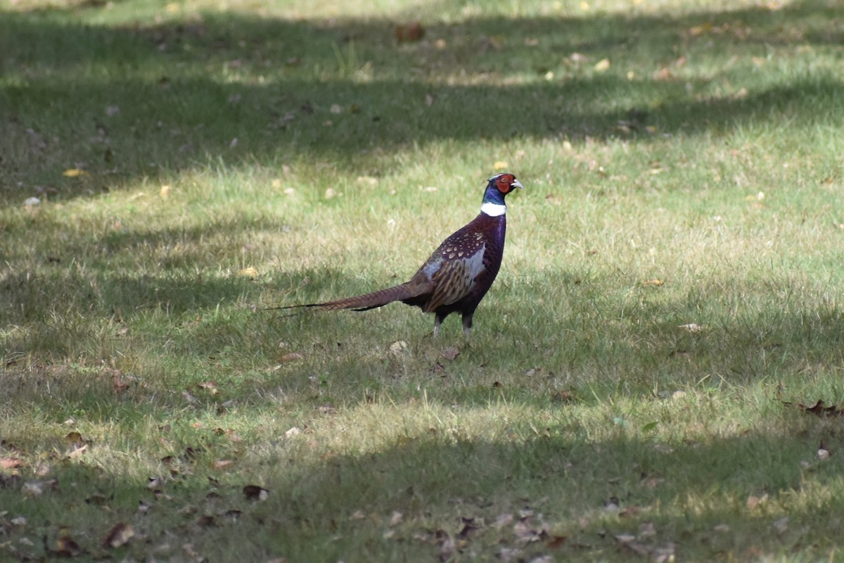 Ring-necked Pheasant - ML642710700