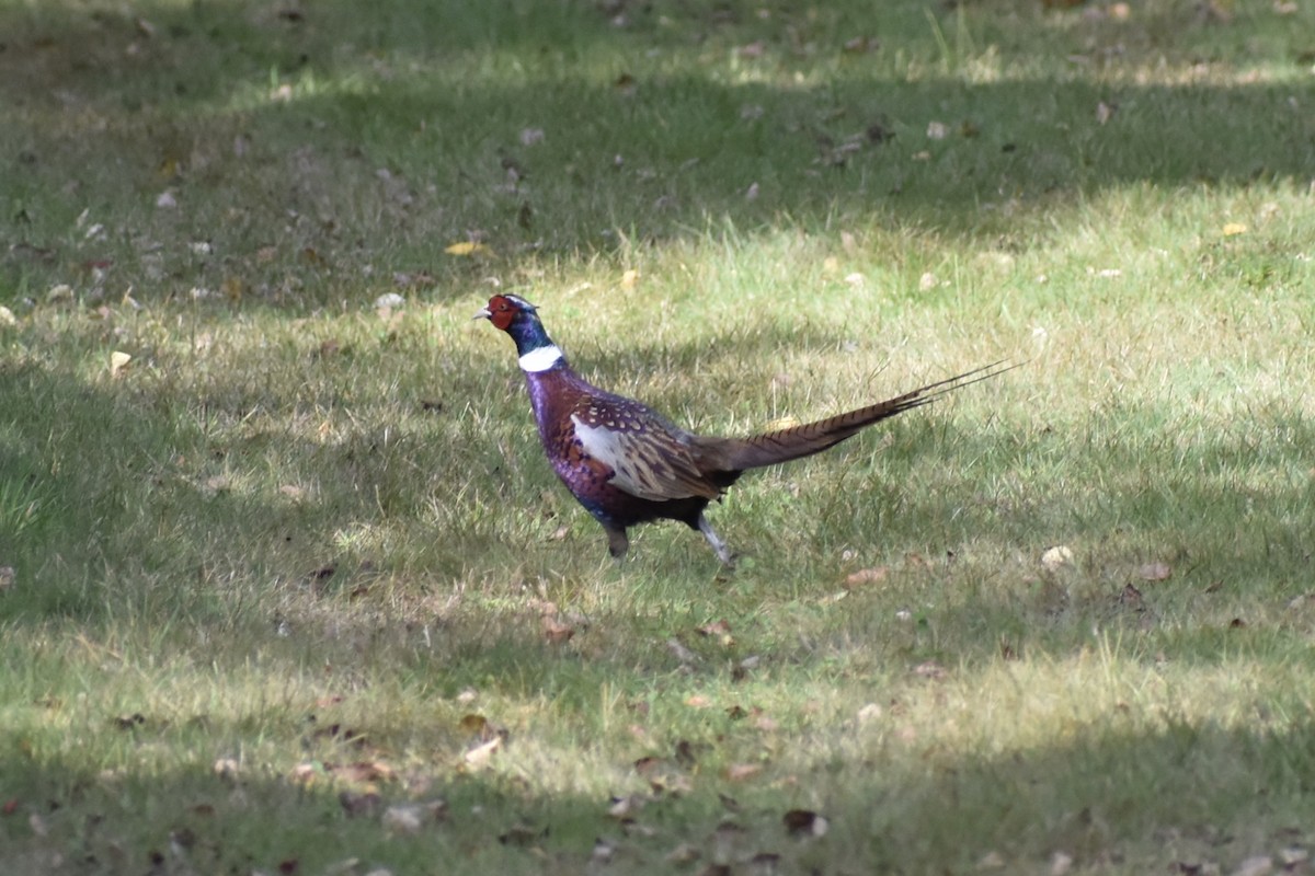 Ring-necked Pheasant - ML642710701