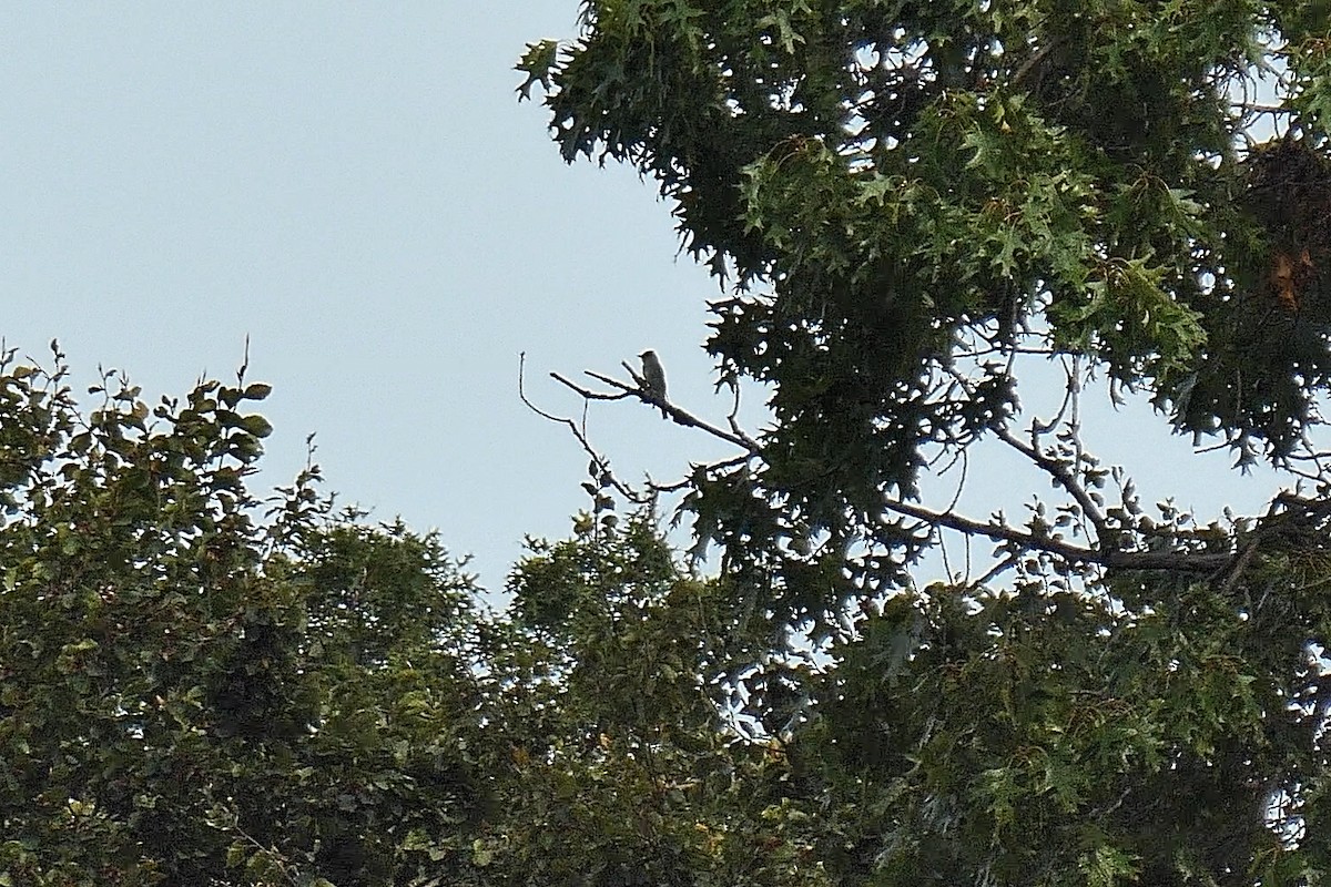 new world flycatcher sp. - ML642710705