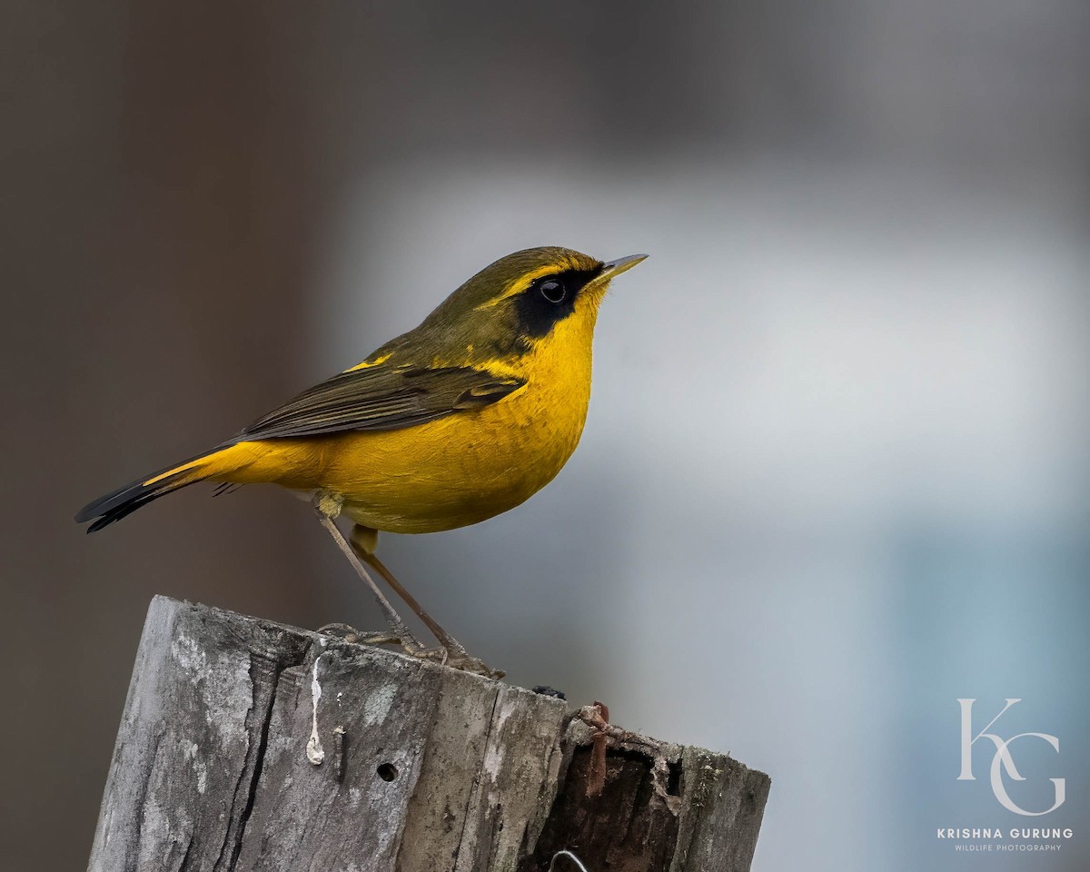 Golden Bush-Robin - ML642710707