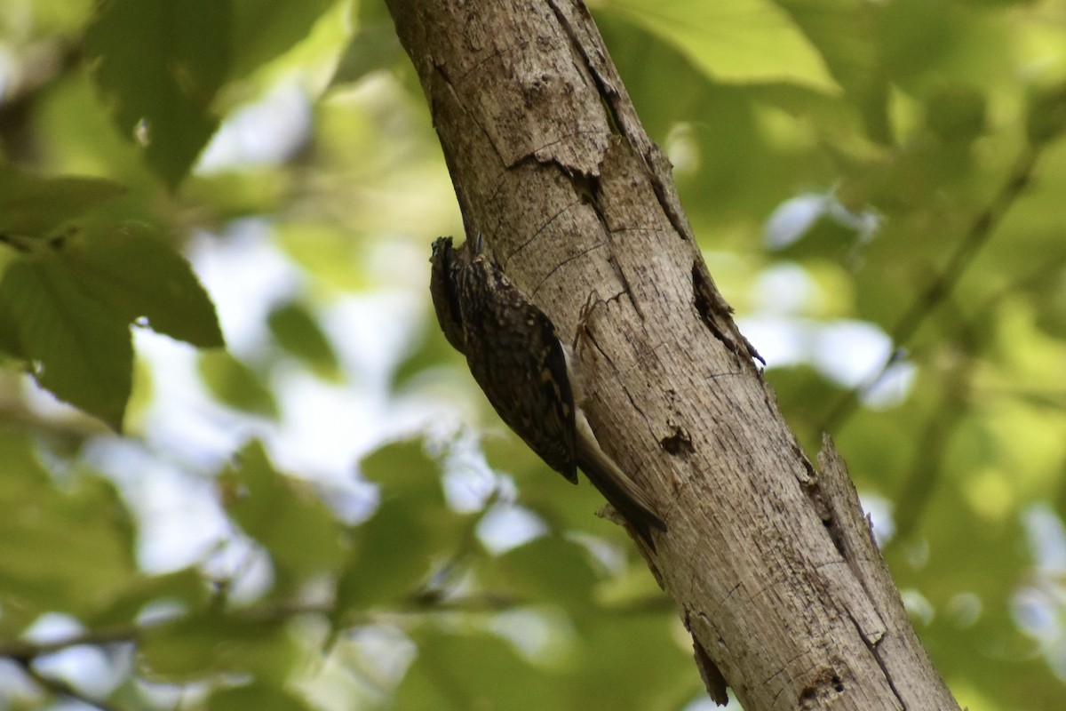 Brown Creeper - ML642710721