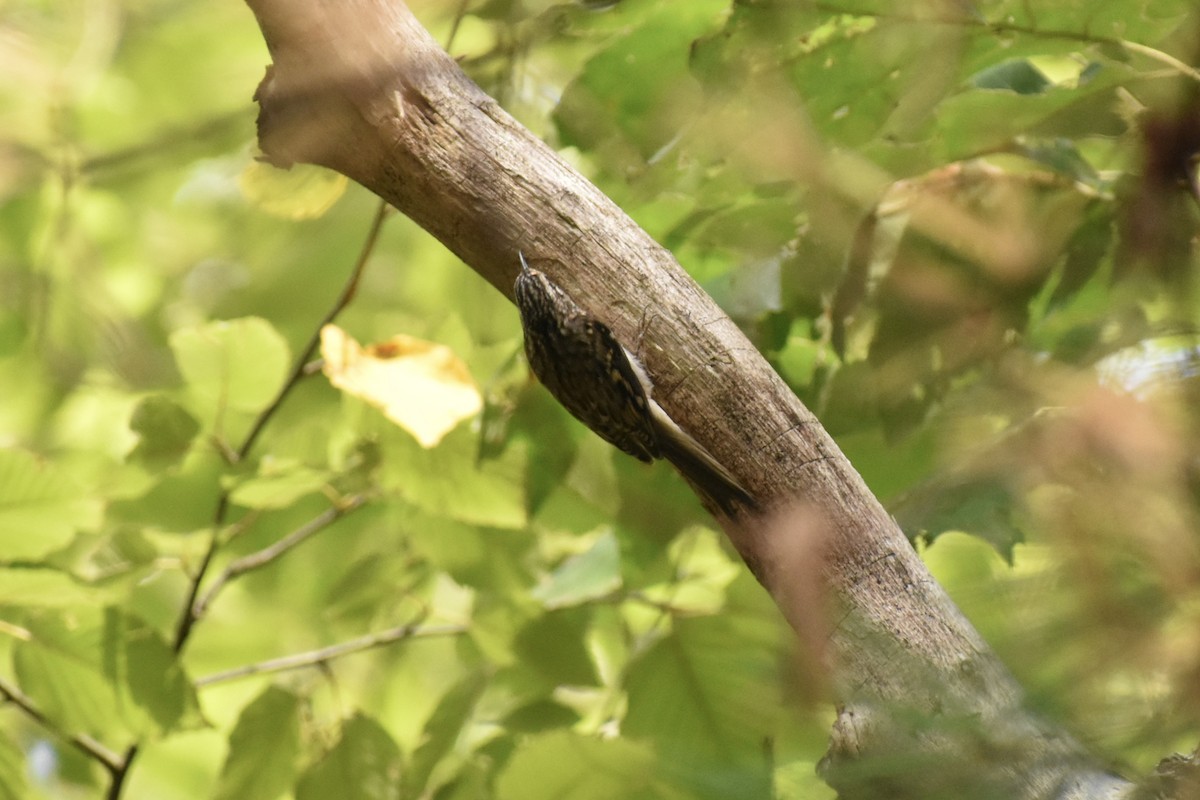 Brown Creeper - ML642710722
