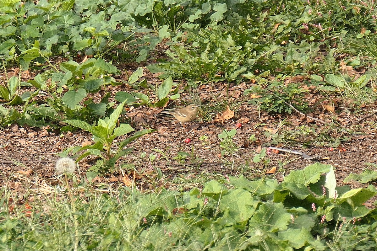Pine Warbler - ML642710730