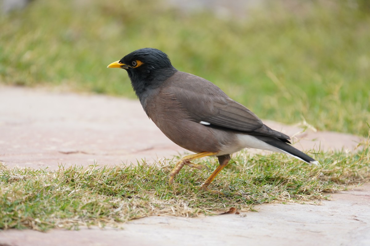 Common Myna - ML642710732