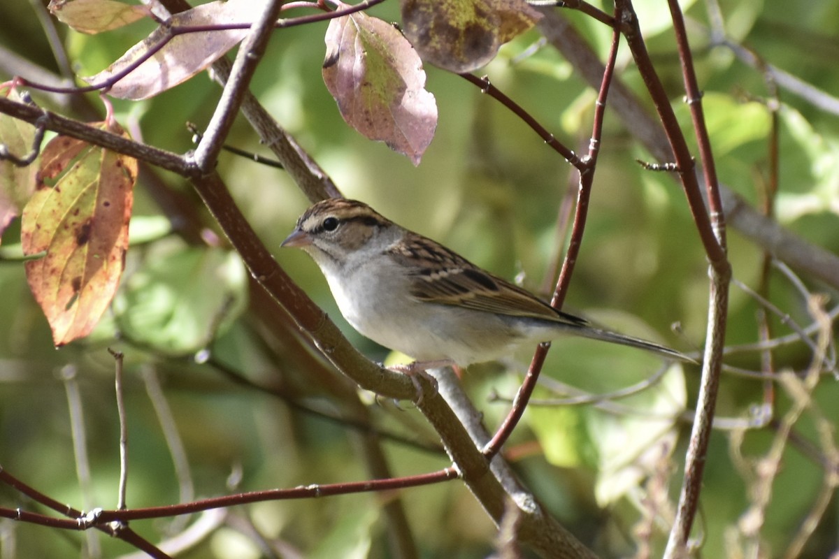 Chipping Sparrow - ML642710734