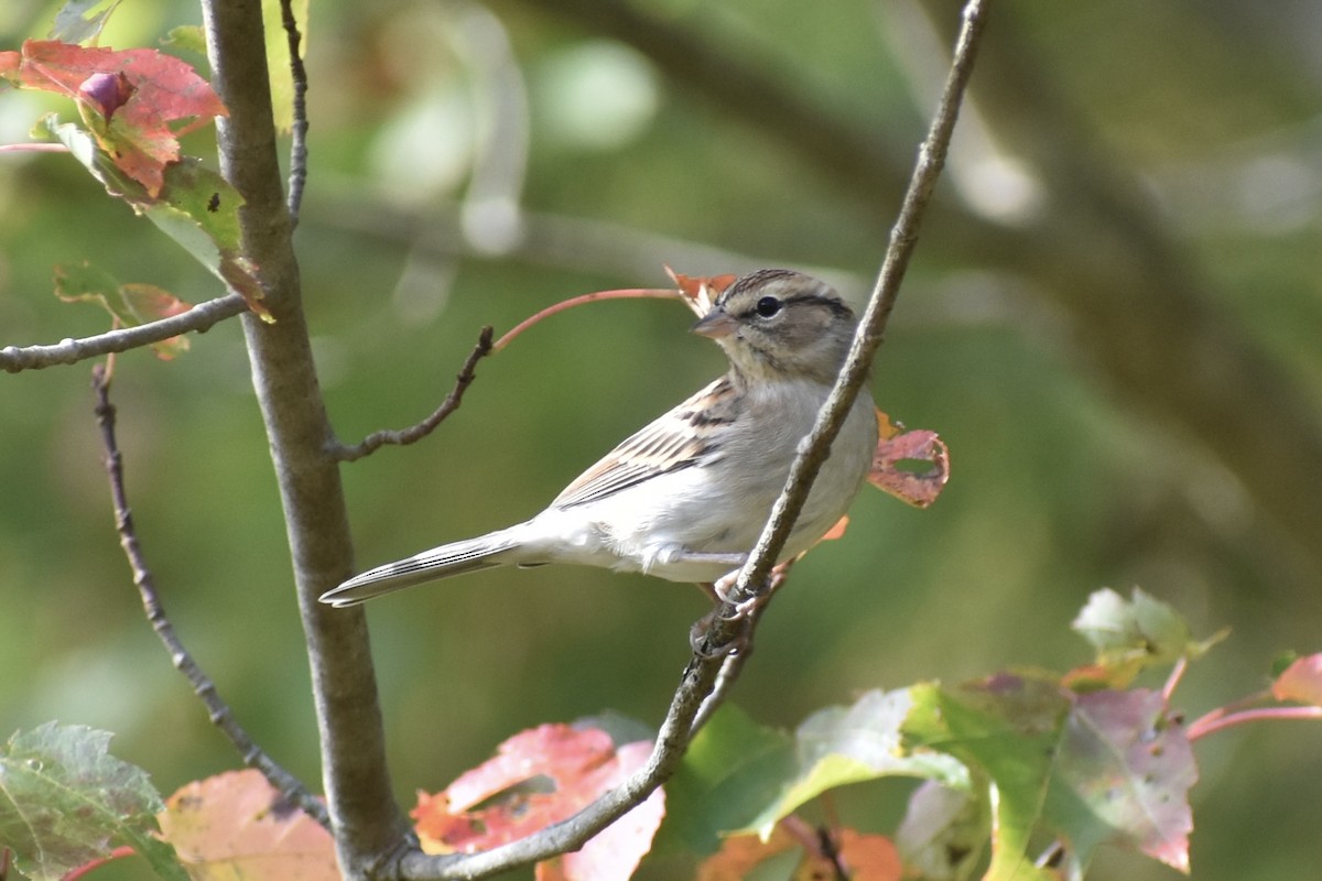 Chipping Sparrow - ML642710735