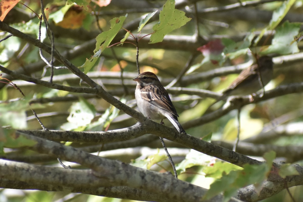 Chipping Sparrow - ML642710736