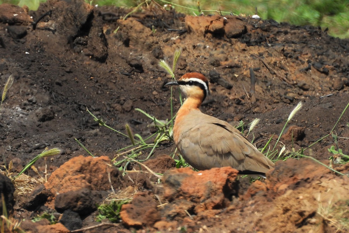 Indian Courser - ML642710744