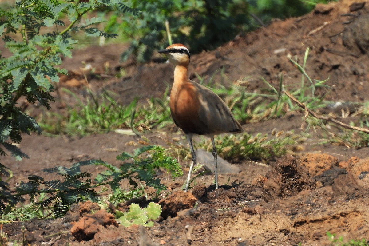 Indian Courser - ML642710745