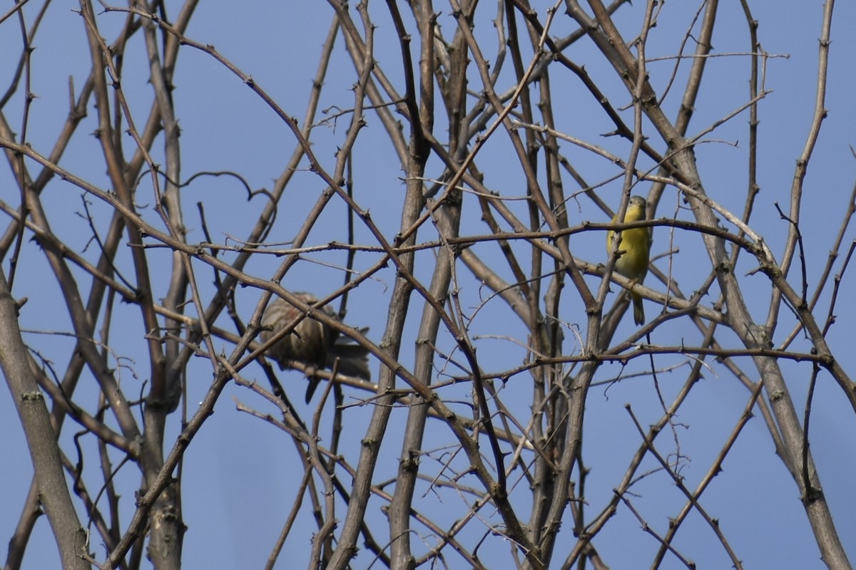 Nashville Warbler - ML642710749