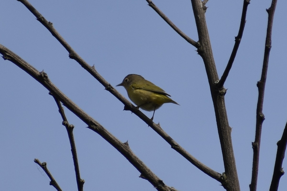 Nashville Warbler - ML642710750