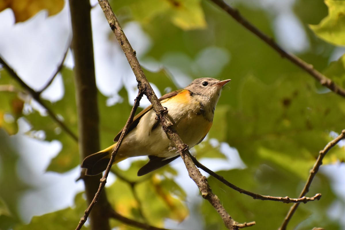 American Redstart - ML642710768