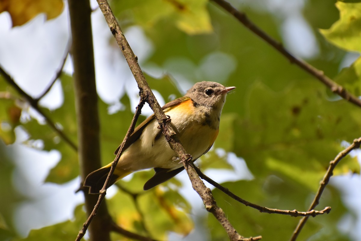 American Redstart - ML642710769