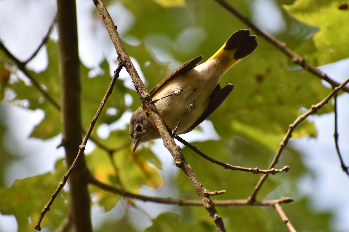 American Redstart - ML642710770