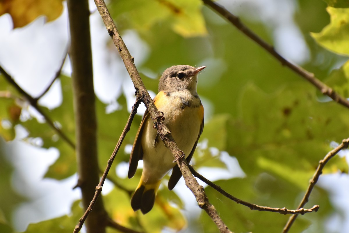 American Redstart - ML642710771