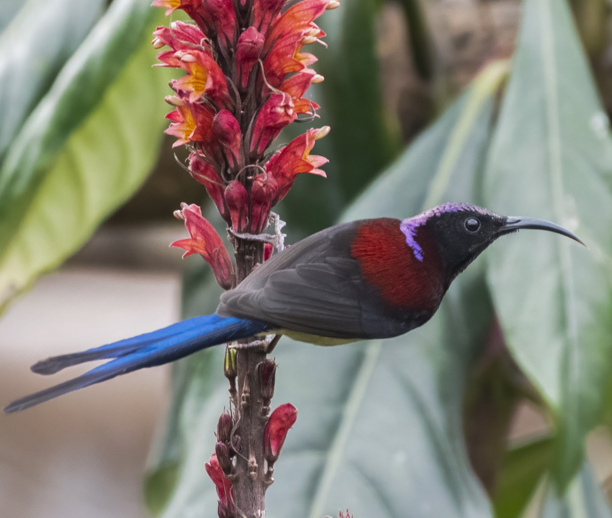 Black-throated Sunbird - ML642710772