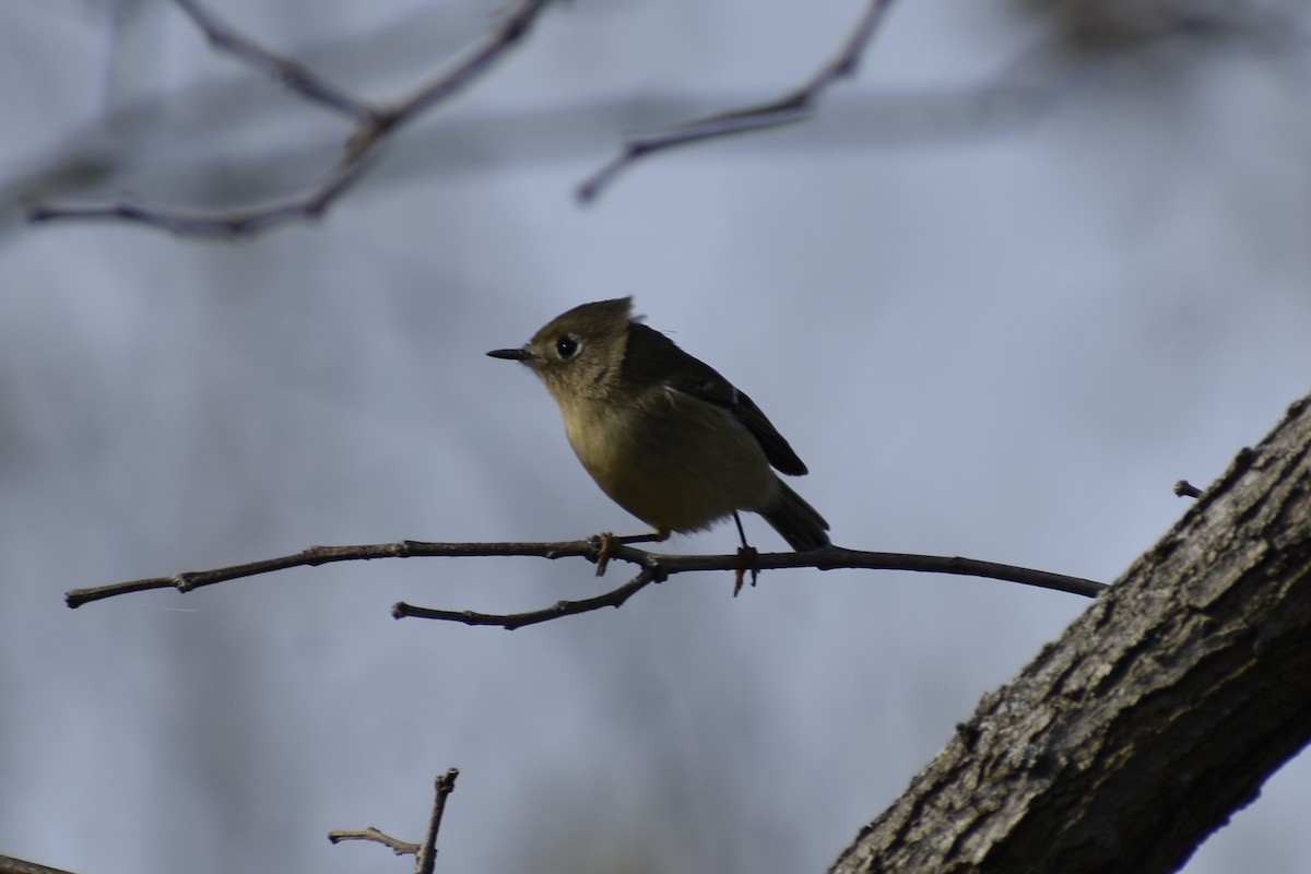 Ruby-crowned Kinglet - ML642710779