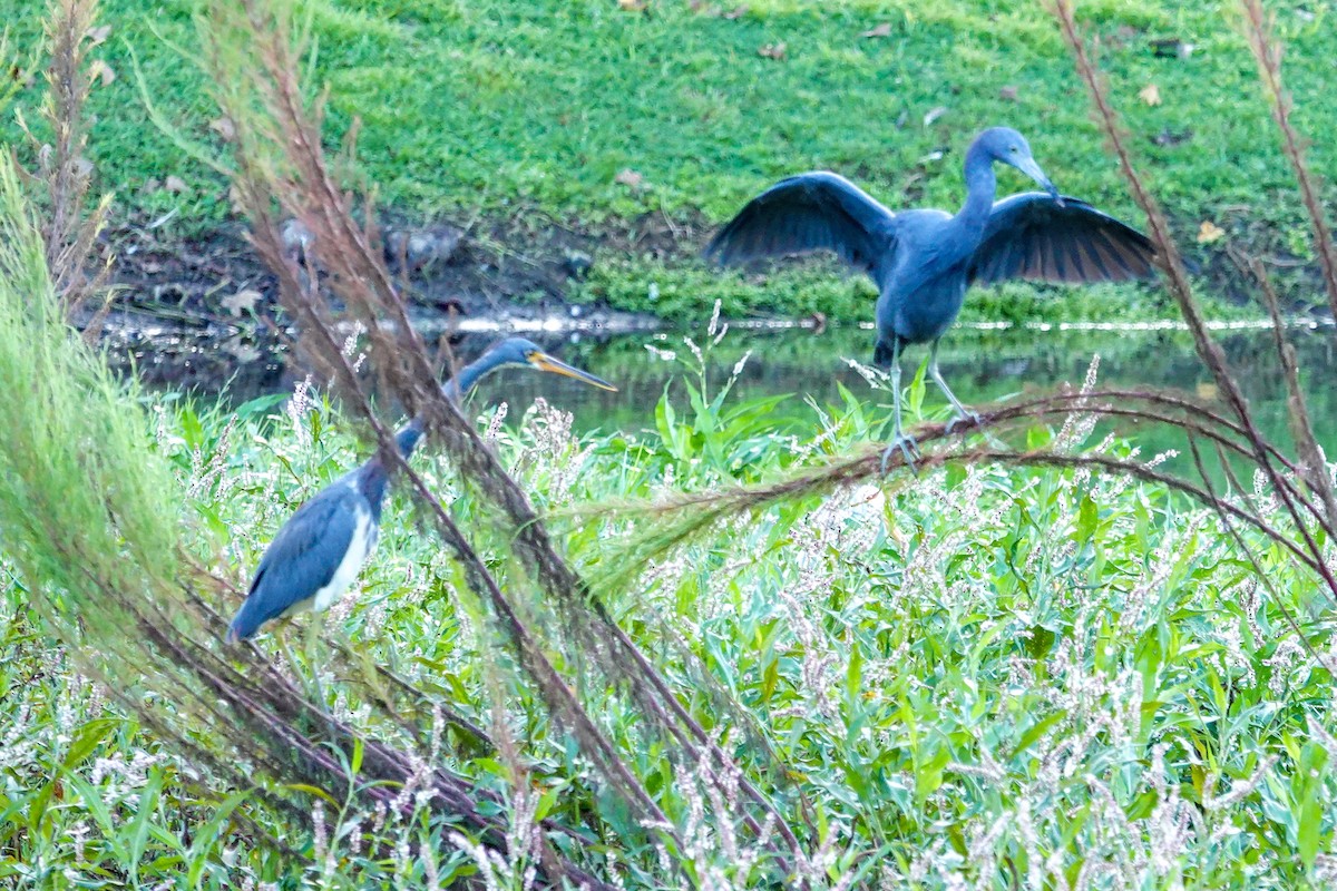 Little Blue Heron - ML642710805