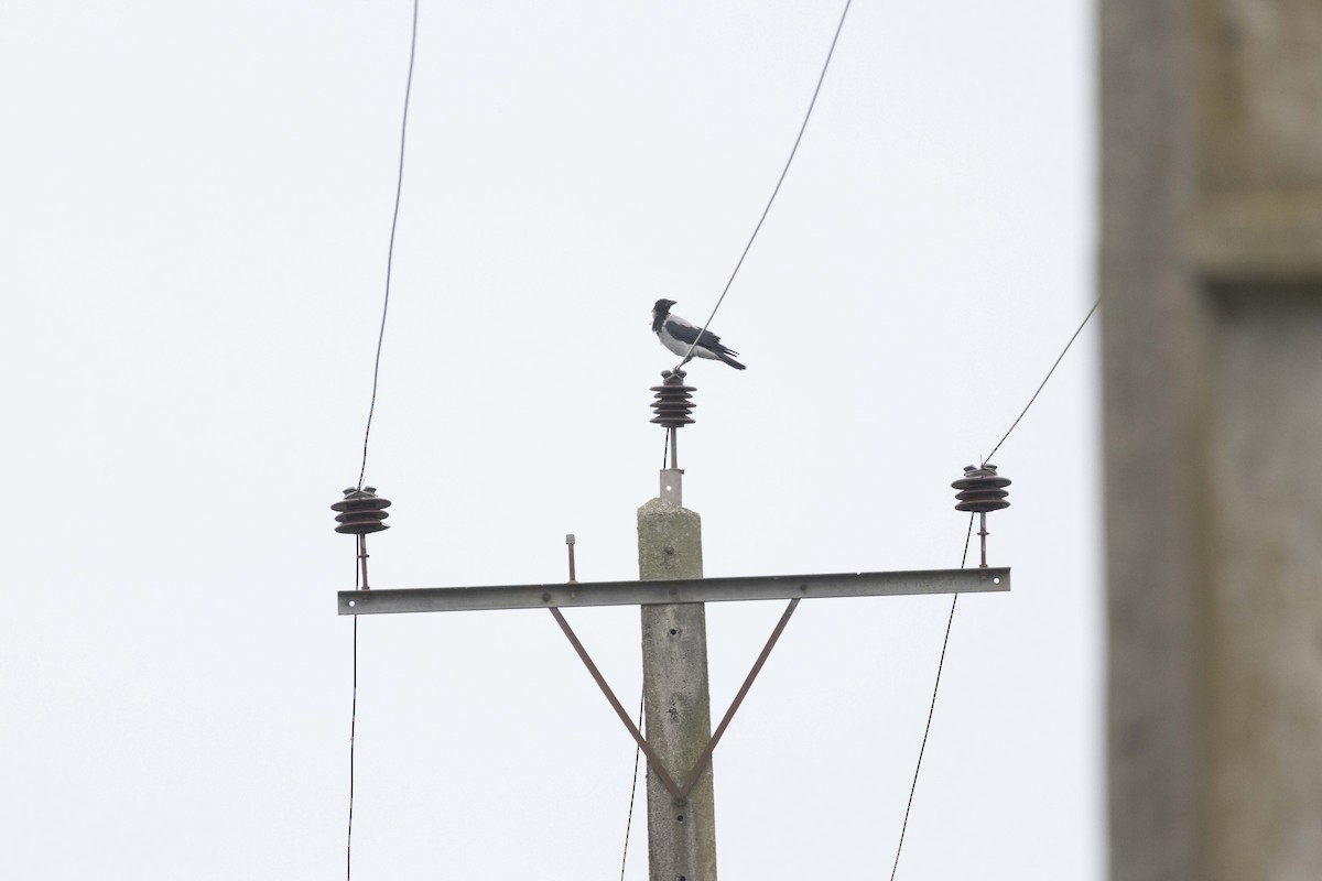 Hooded Crow - ML642710810