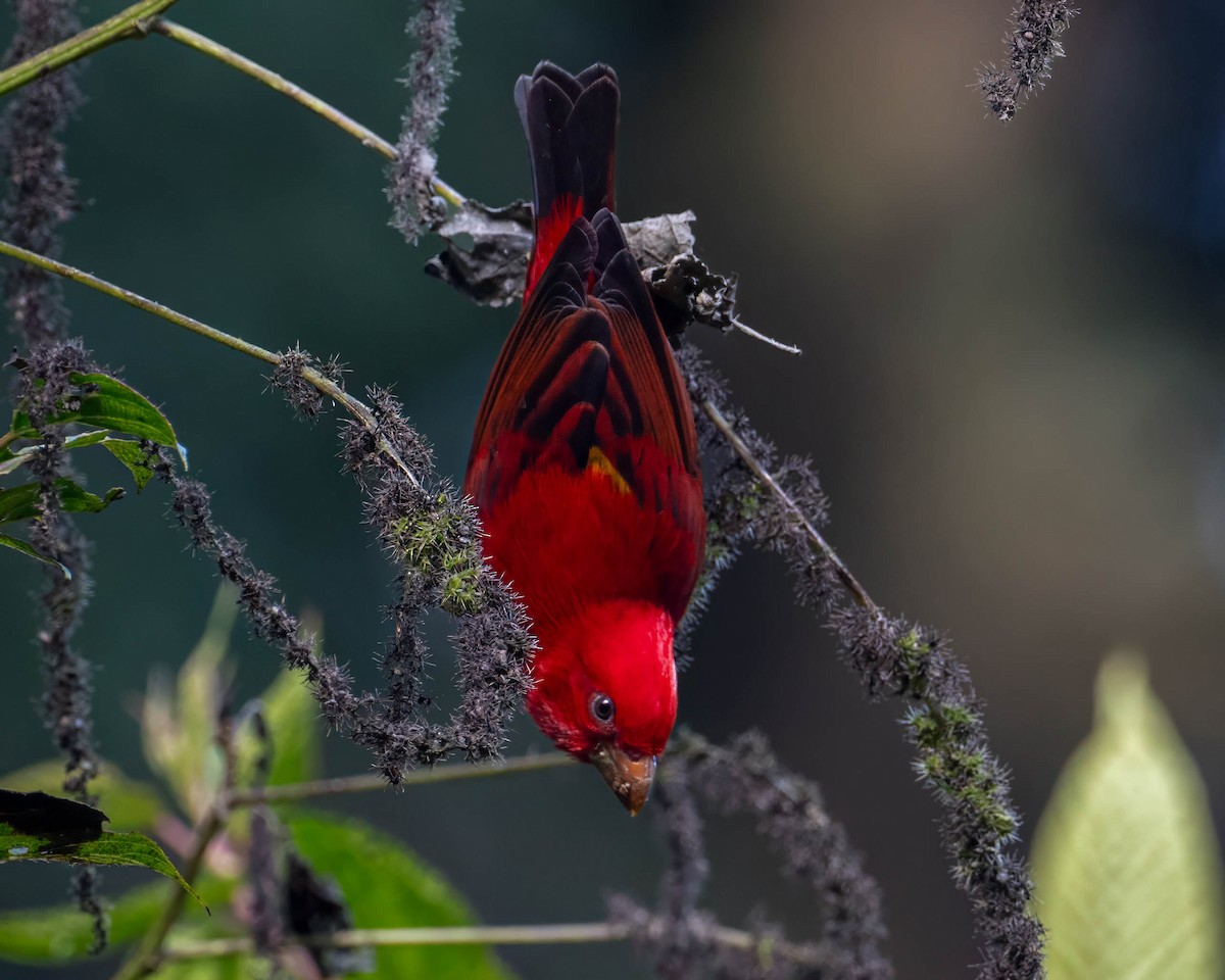 Scarlet Finch - ML642710816