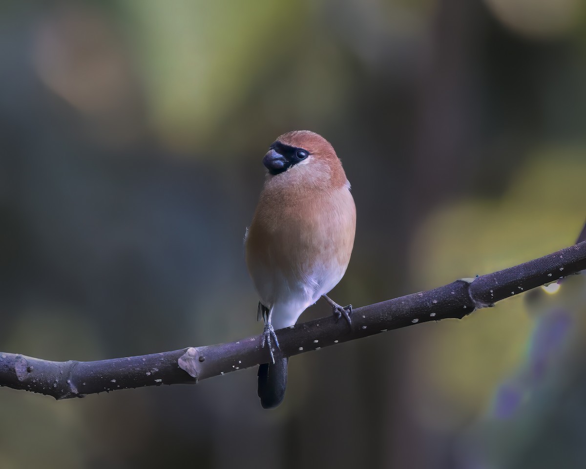Red-headed Bullfinch - ML642710828
