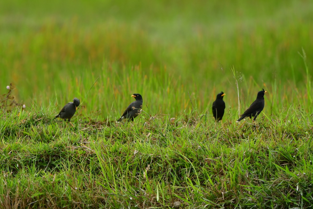Javan Myna - ML642710829