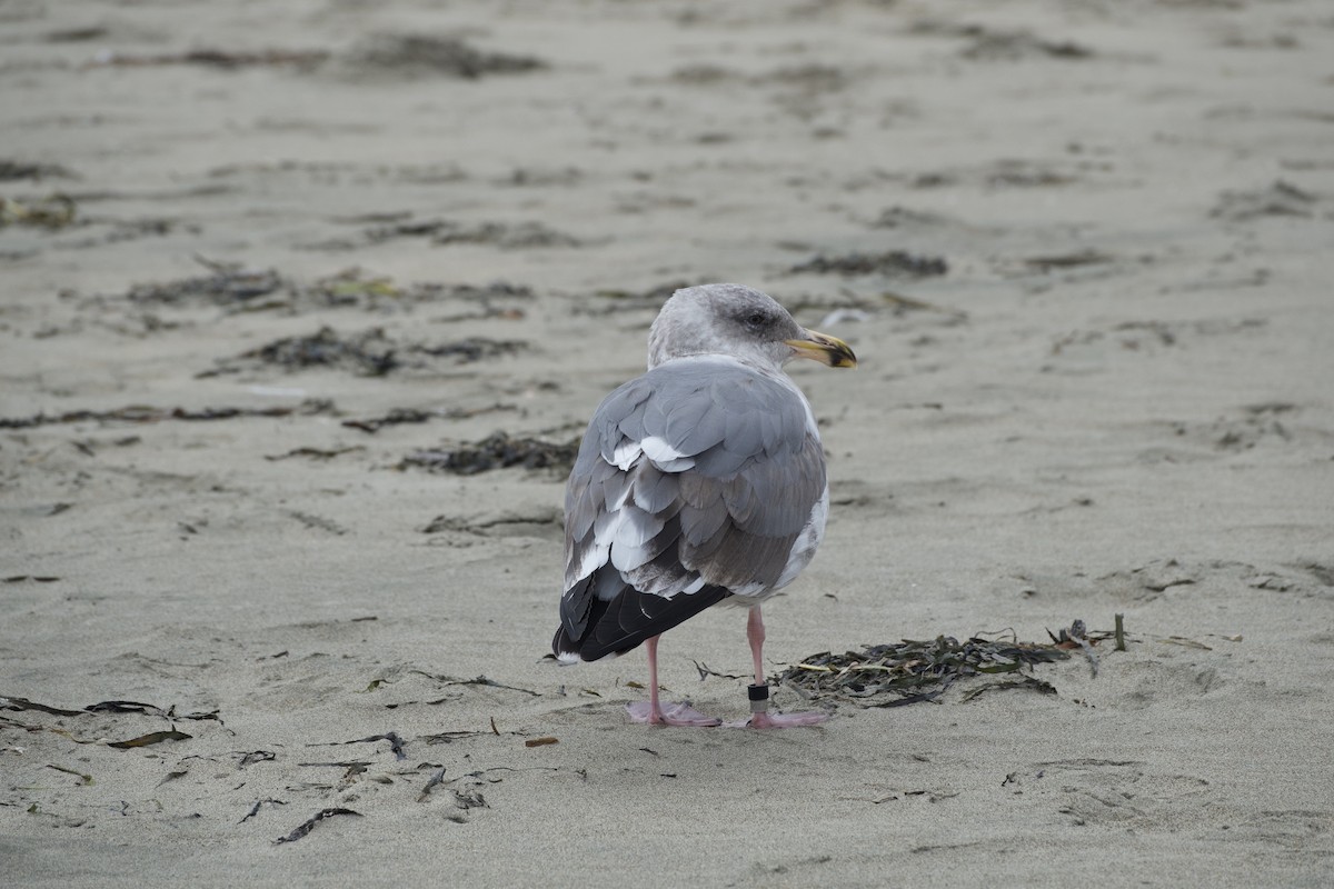Western Gull - ML642710835