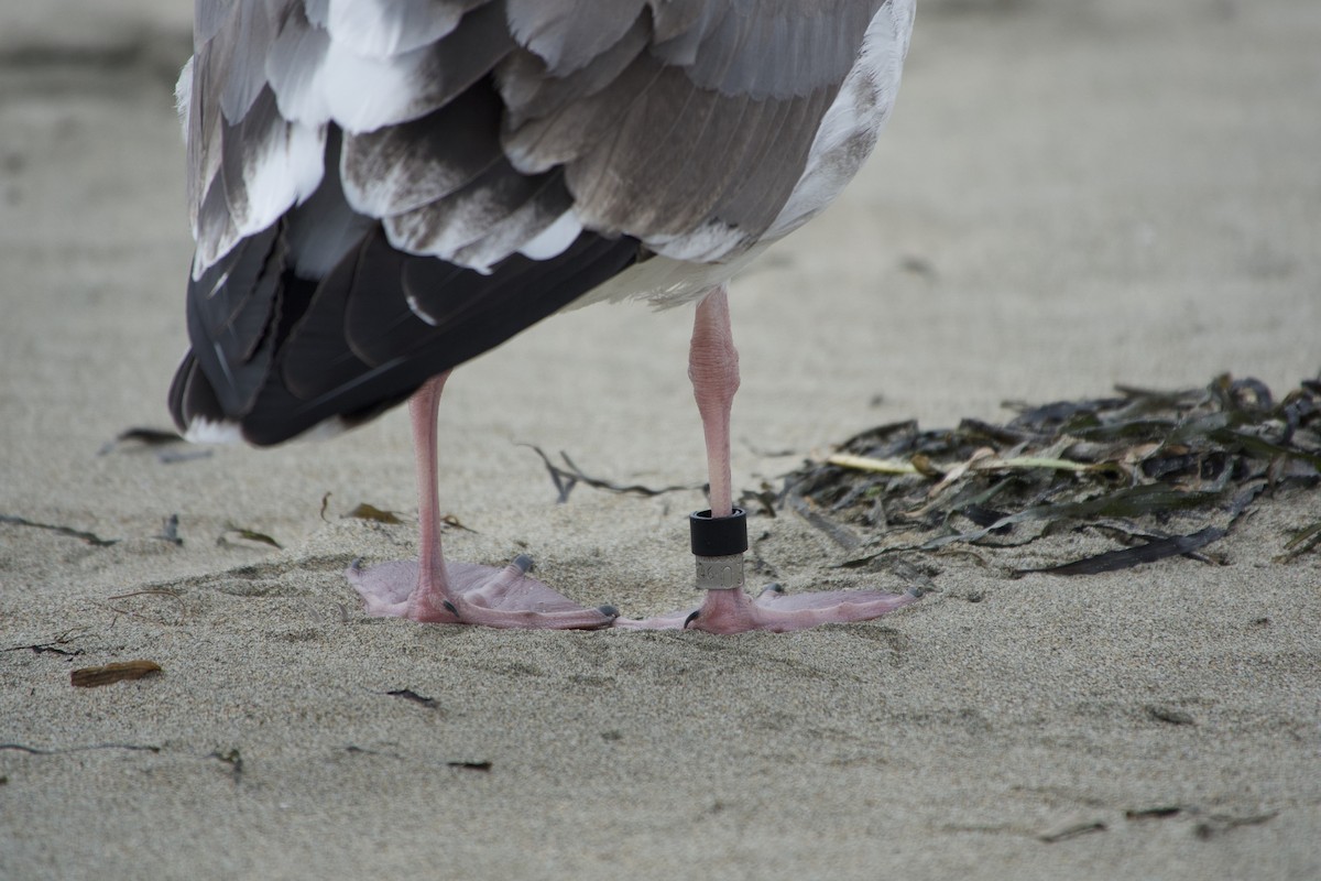 Western Gull - ML642710838