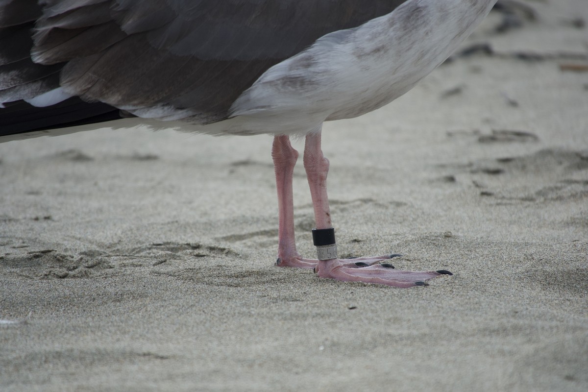 Western Gull - ML642710840