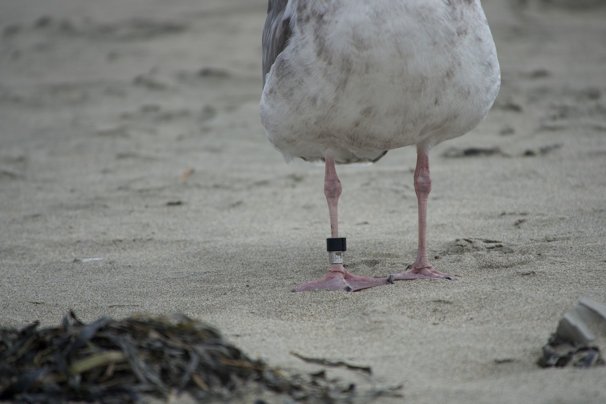 Western Gull - ML642710841