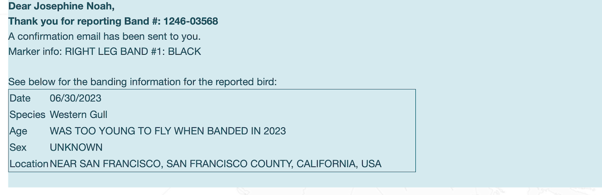 Western Gull - ML642710849