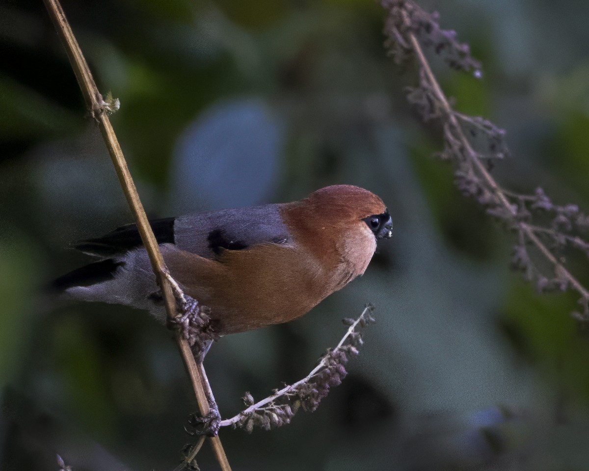 Red-headed Bullfinch - ML642710850