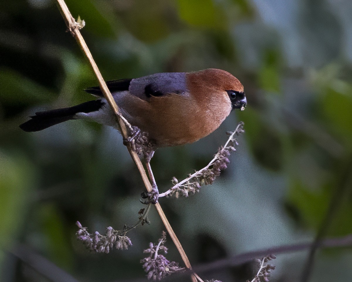 Red-headed Bullfinch - ML642710851