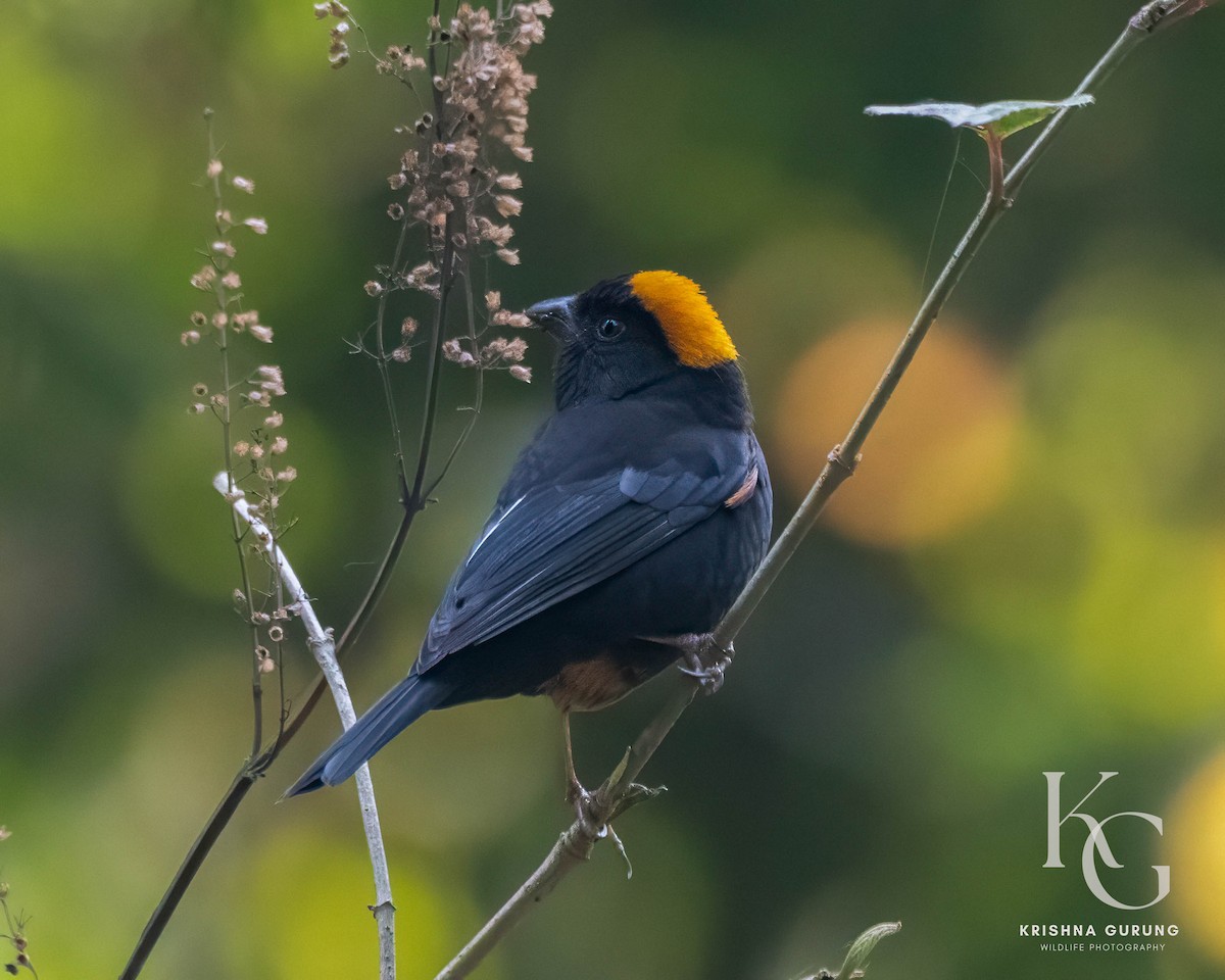 Gold-naped Finch - ML642710854