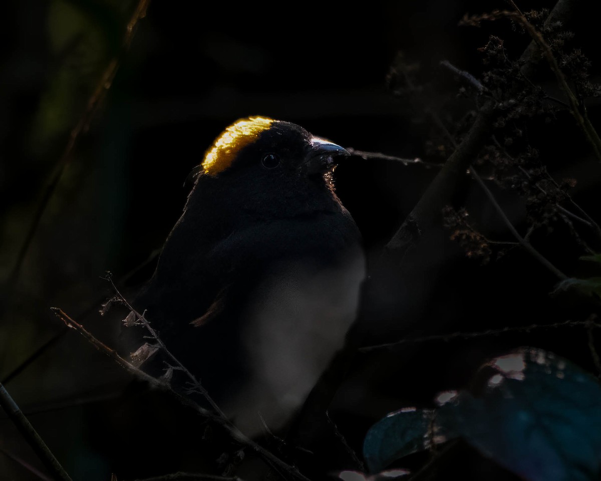 Gold-naped Finch - ML642710855
