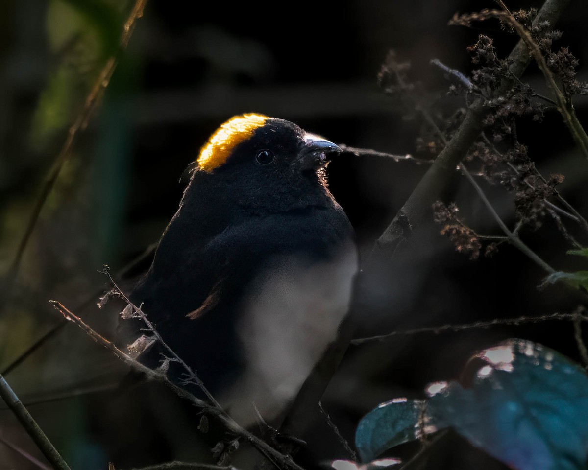 Gold-naped Finch - ML642710856