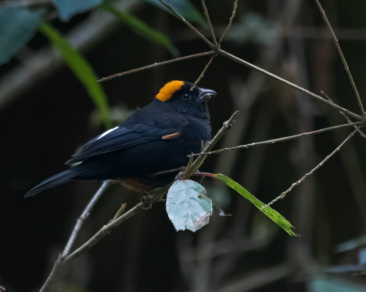 Gold-naped Finch - ML642710857
