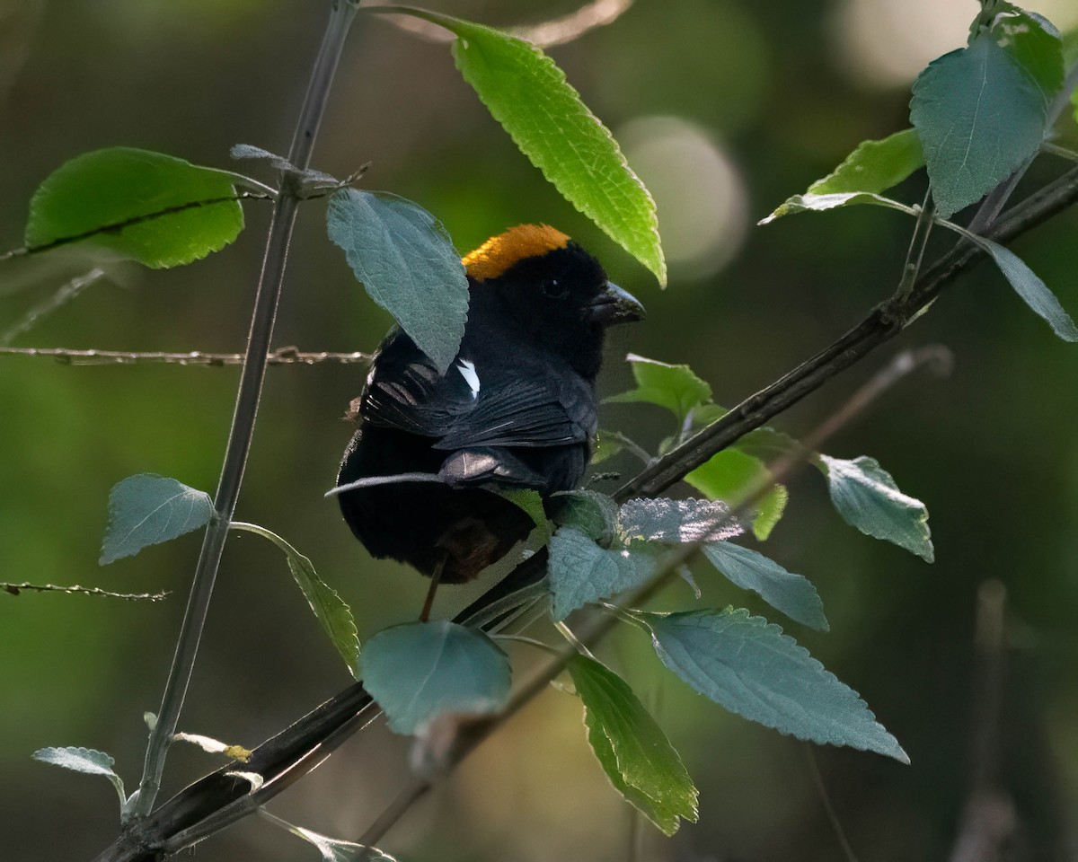 Gold-naped Finch - ML642710858