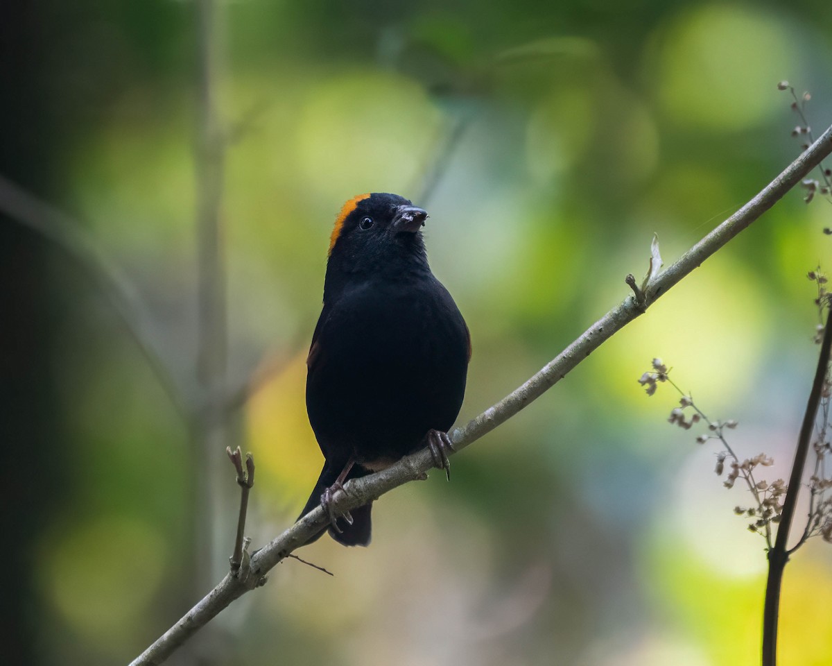 Gold-naped Finch - ML642710859