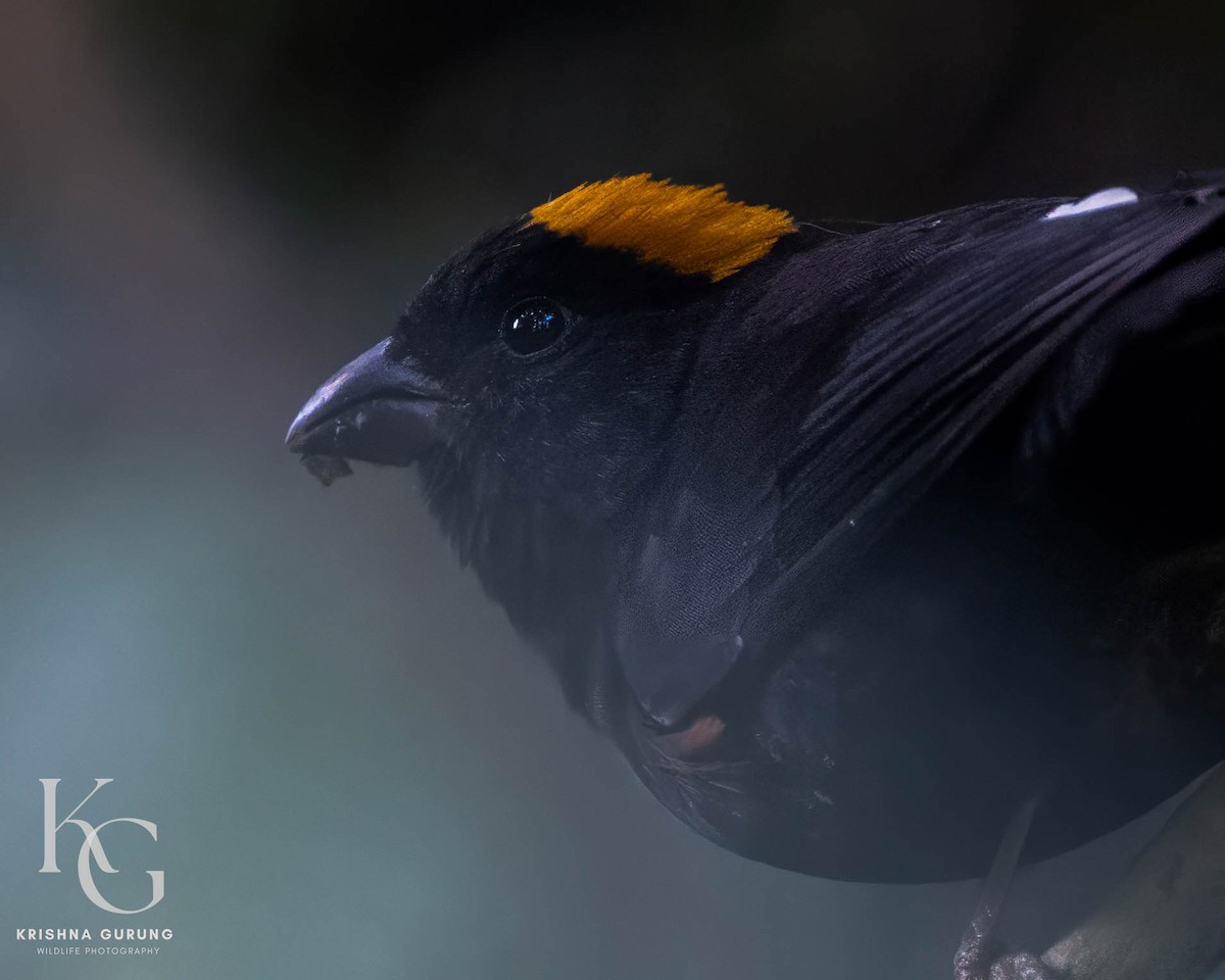 Gold-naped Finch - ML642710860