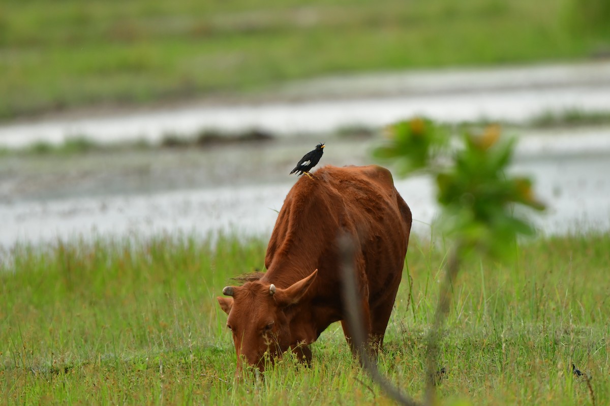 Great Myna - ML642710865