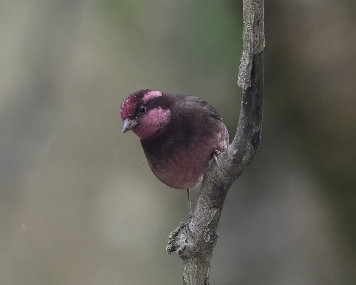 Dark-breasted Rosefinch - ML642710867