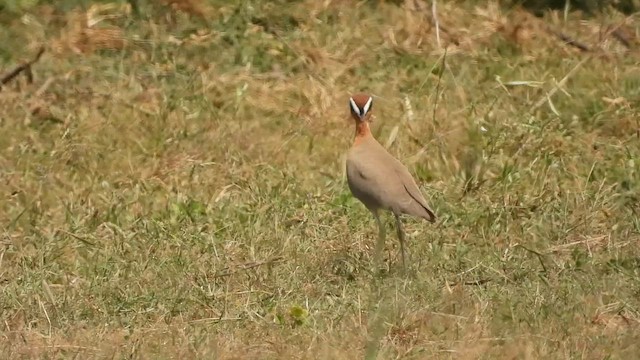 Indian Courser - ML642710870