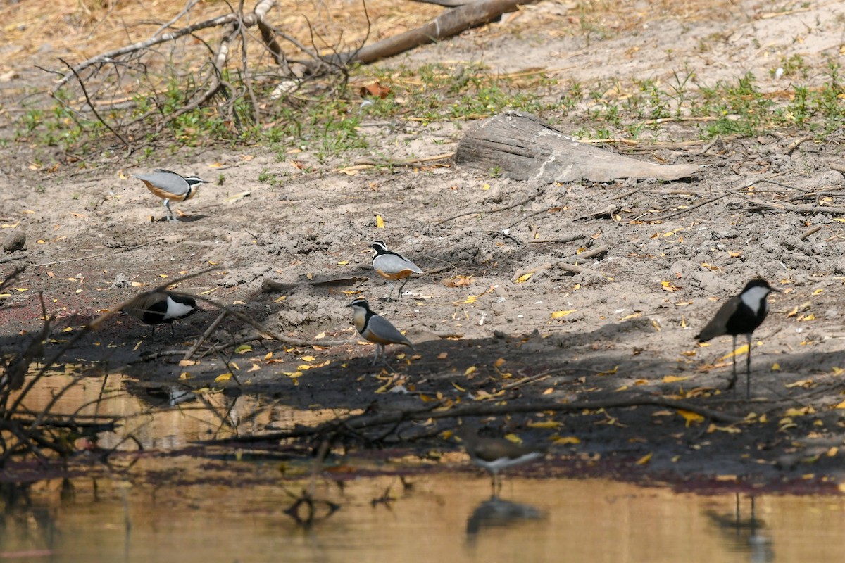 Egyptian Plover - ML642710914