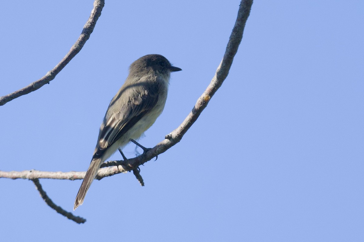 Mosquero Fibí - ML642710915