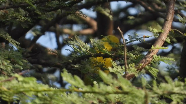 White-tailed Iora - ML642710949