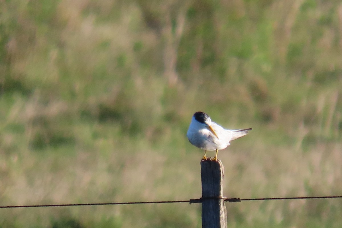 Yellow-billed Tern - ML642710971