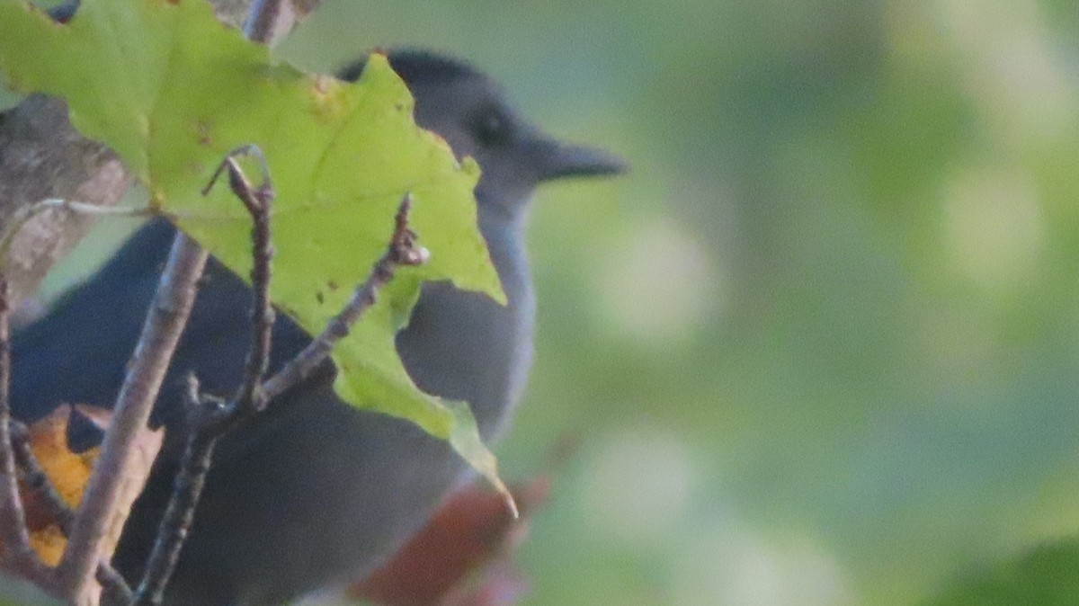 Gray Catbird - ML642710974