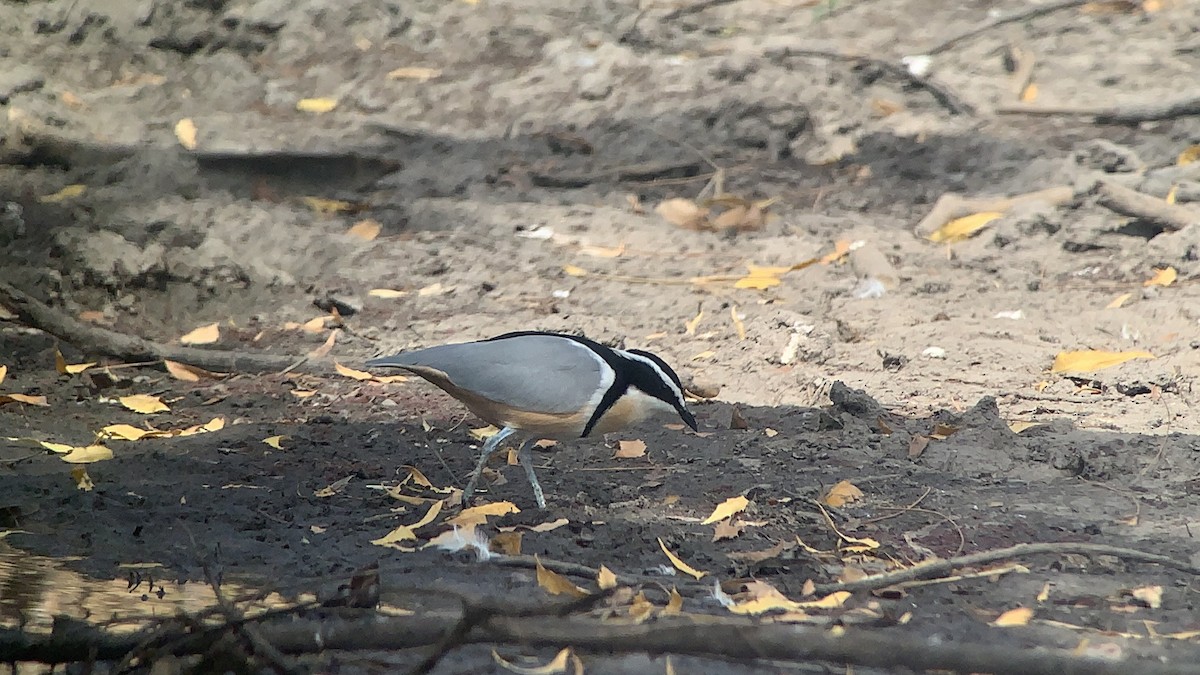 Egyptian Plover - ML642710976