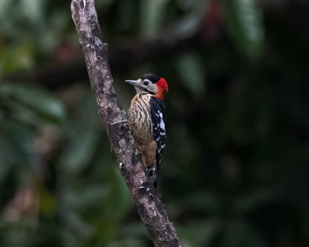Crimson-naped Woodpecker - ML642710977